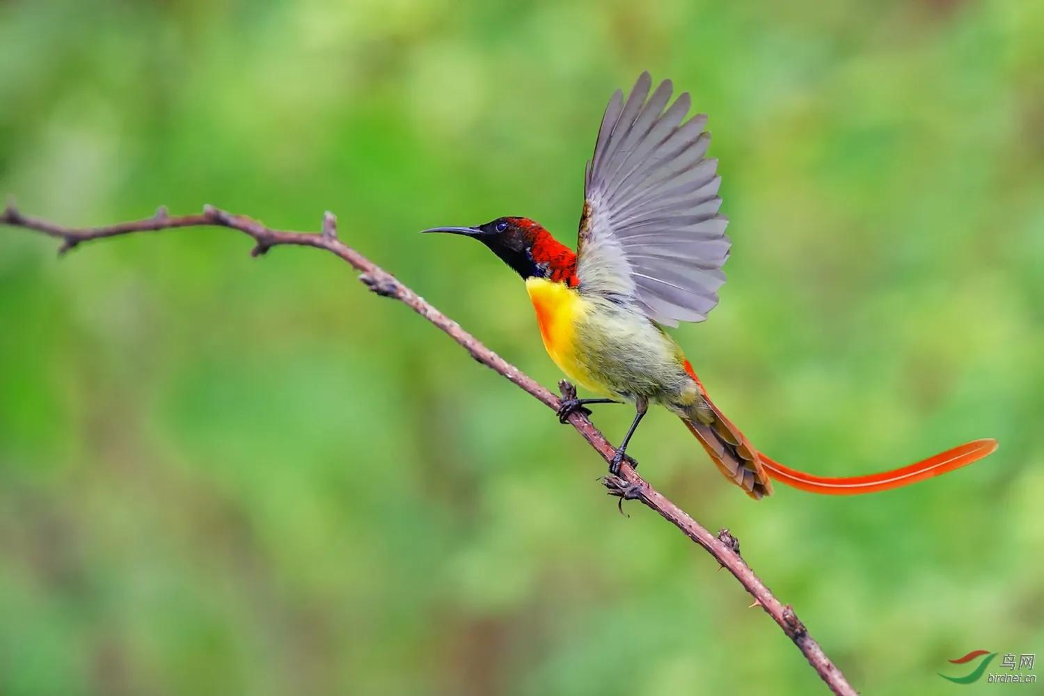 太阳鸟花的图片,太阳鸟精彩图片