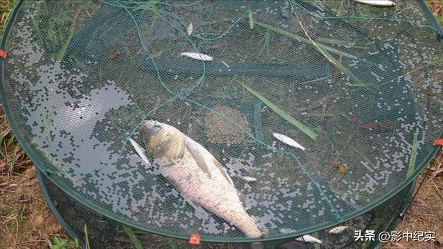 海南巨蟒为报恩当起“保姆”,50年代南海巨蟒事件