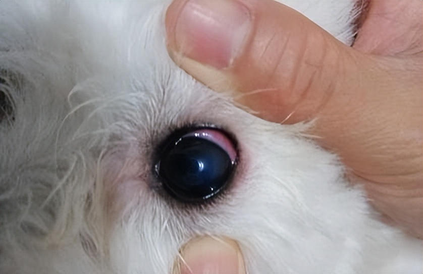 狗狗眼屎多怎么解决,狗狗精神萎靡眼屎多