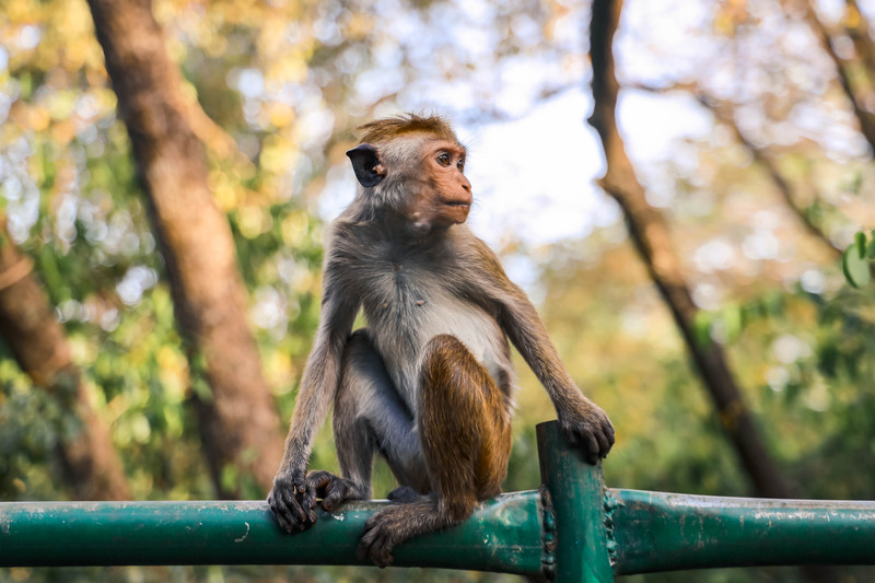 斯里兰卡旅游攻略必去景点,斯里兰卡最佳旅游攻略