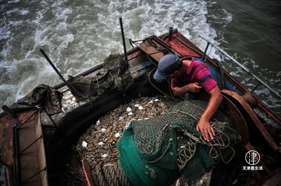 阳+34例！重磅好消息：开海，大波生猛海鲜来袭！天津人有多会吃