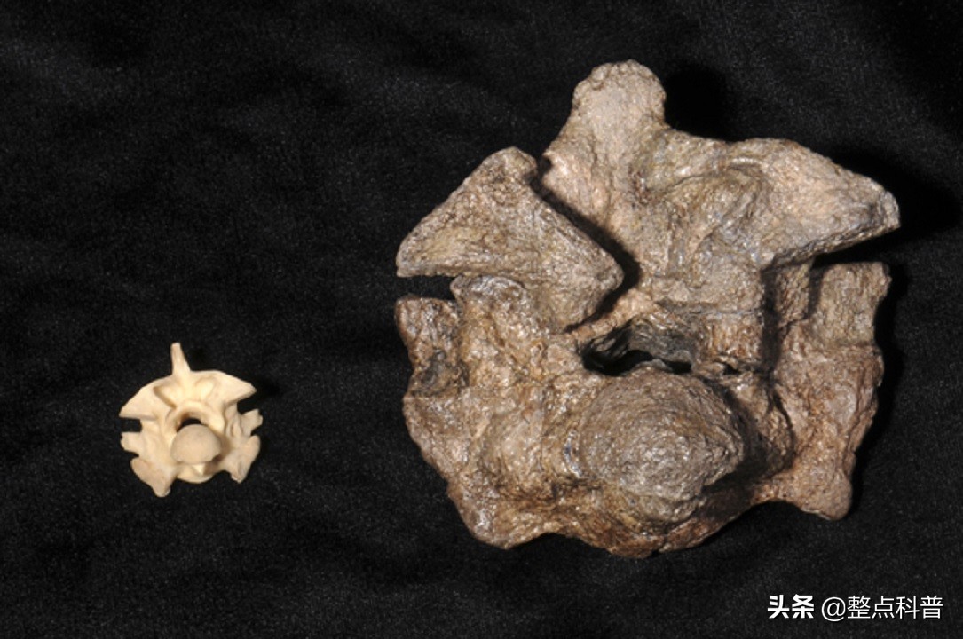 秦岭隧道挖出两条巨蟒是真的吗,世界上最大的蛇是不是在秦岭