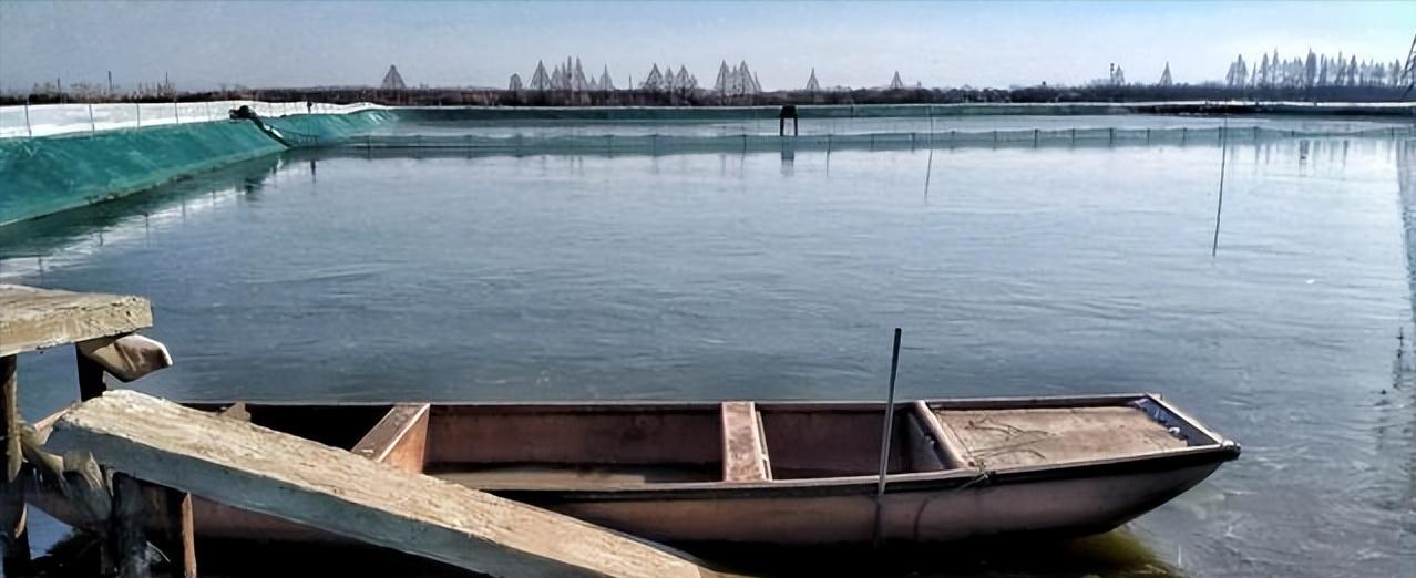 泗洪河蟹养殖用水草,江苏养河蟹技术