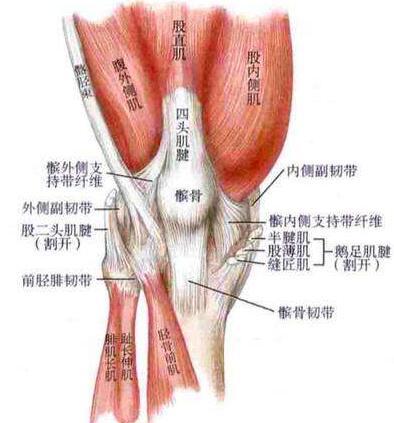 髌股关节疼痛综合征吃什么药,髌腱疼痛怎么康复