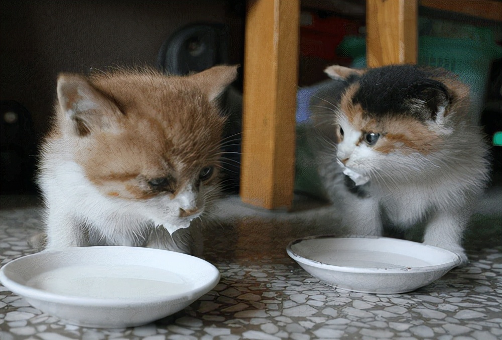 两个月大的猫咪拉稀有血,两个月大小猫咪拉稀