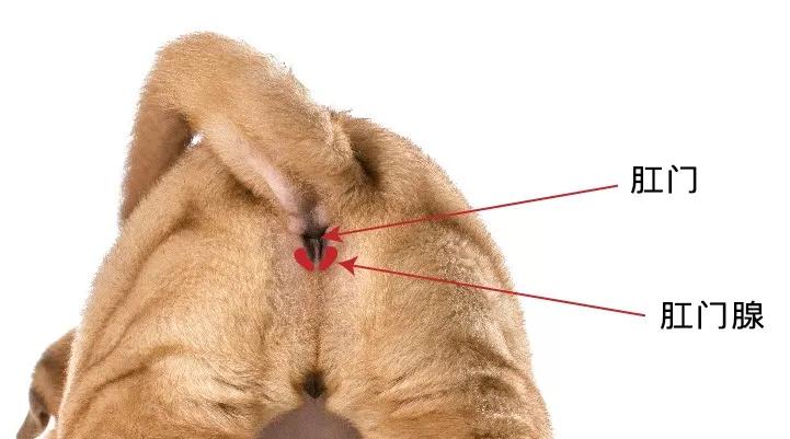 狗狗肛门腺是什么？在哪里呢？多久挤一次？不挤又会怎样？
