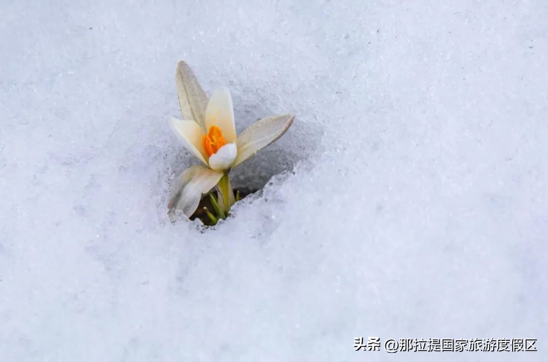 花开那拉提完整版,野百合的春天摄影作品欣赏