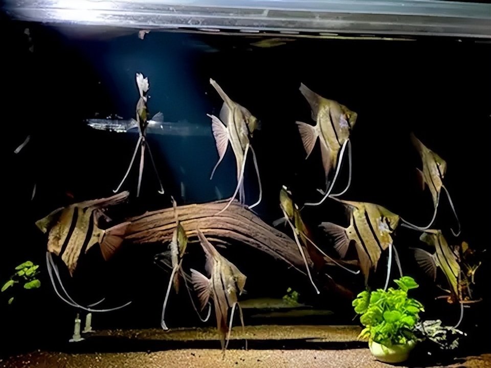 养鱼有哪些必须学会的技能和方法,养鱼的正确方法和感受