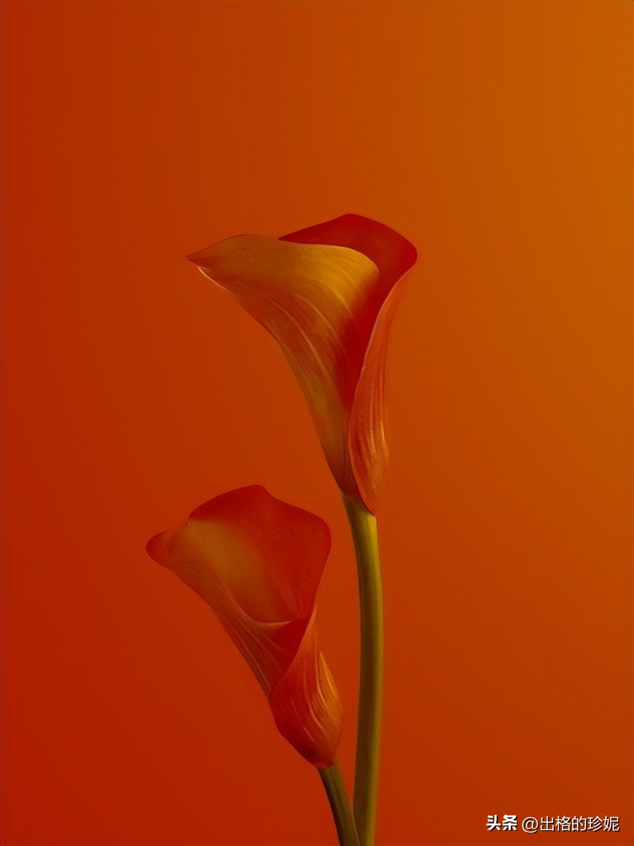 秋天最美的花有哪些,秋天里最美的花朵