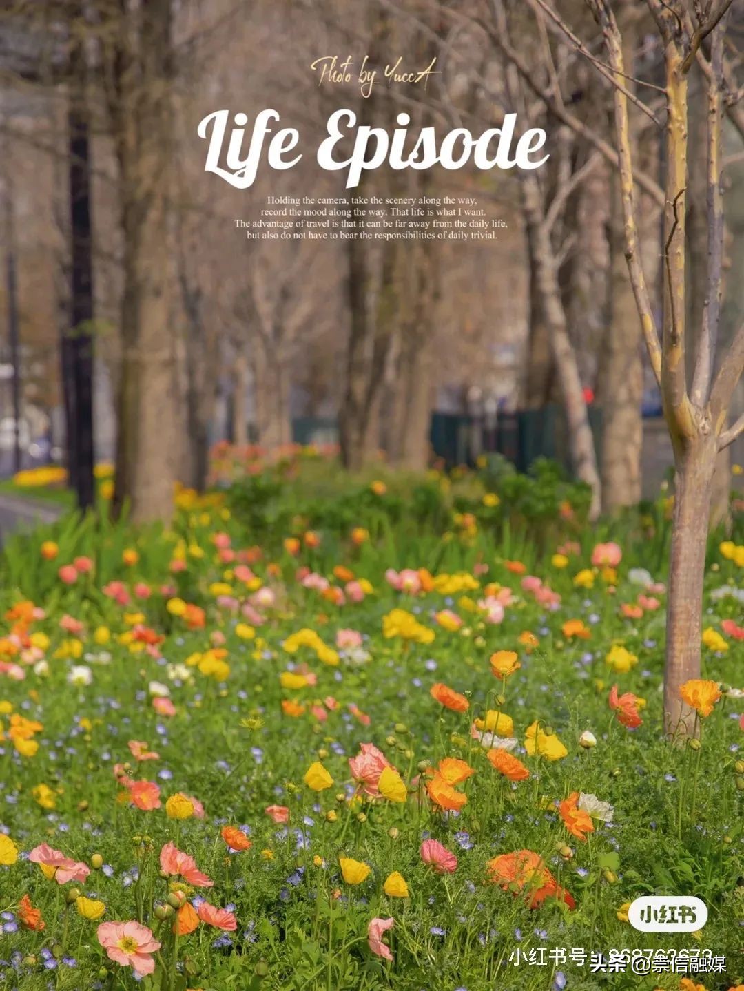 上海的浪漫鲜花,上海最美的鲜花