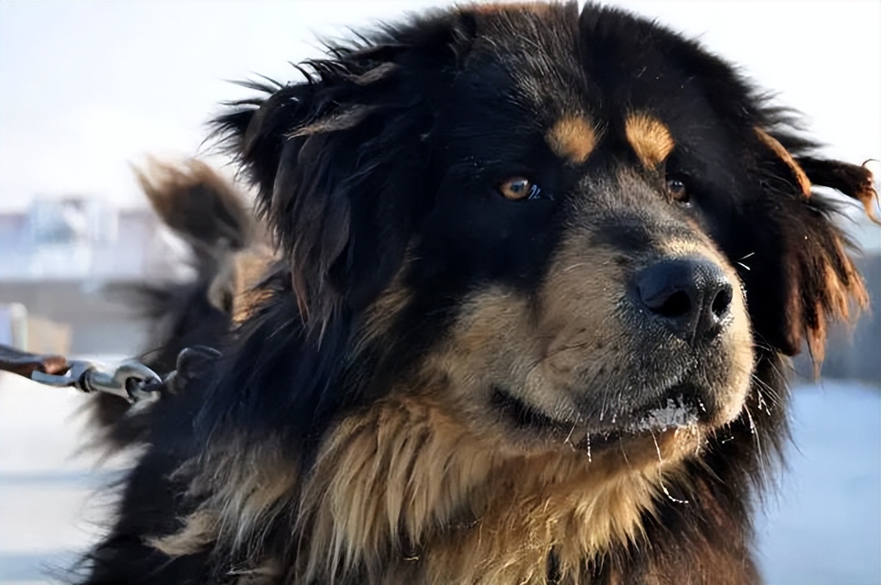 30种常见犬图片,40种常见名犬图片