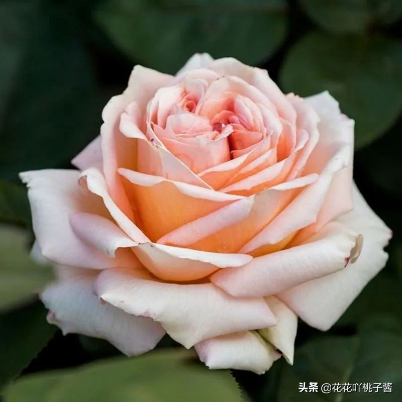 2019月季新品种金奖,超新品月季有哪些品种