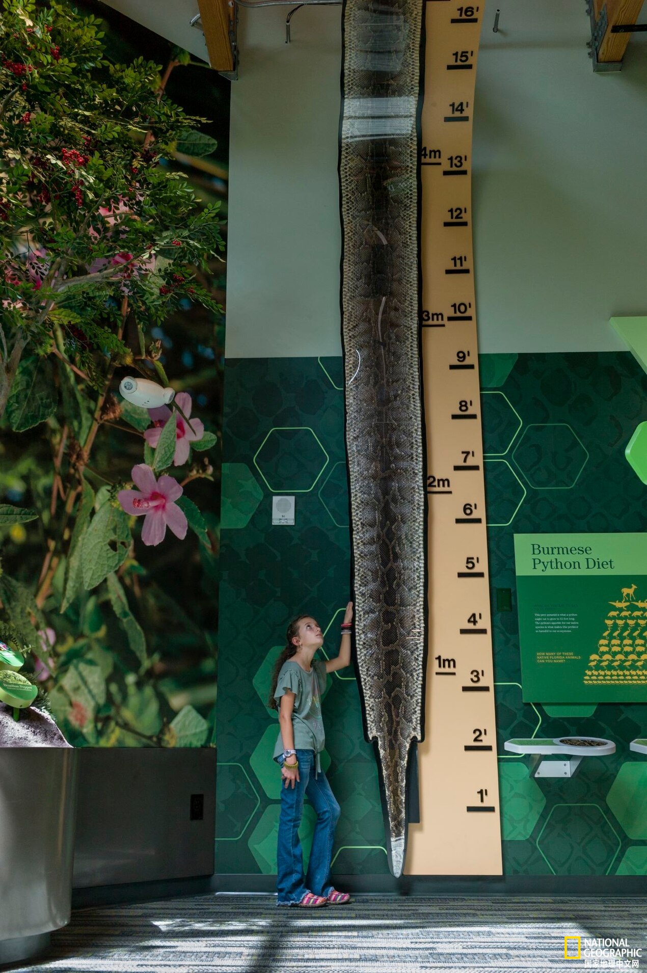 佛罗里达发现有史以来最大的蟒蛇,世界上已发现的最大蟒蛇难得一见