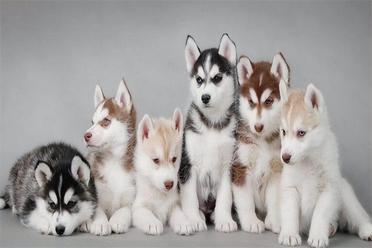 哈士奇多少钱一只?普通的最便宜500元,纯种的万元以上