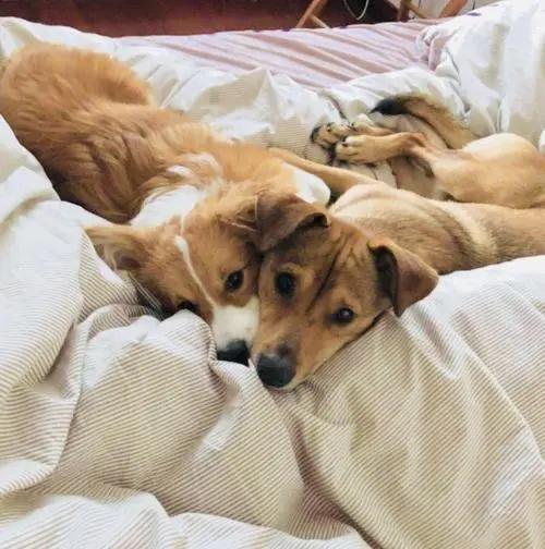 狗狗为什么爱趴在主人胸前睡觉,狗狗不愿意和主人睡