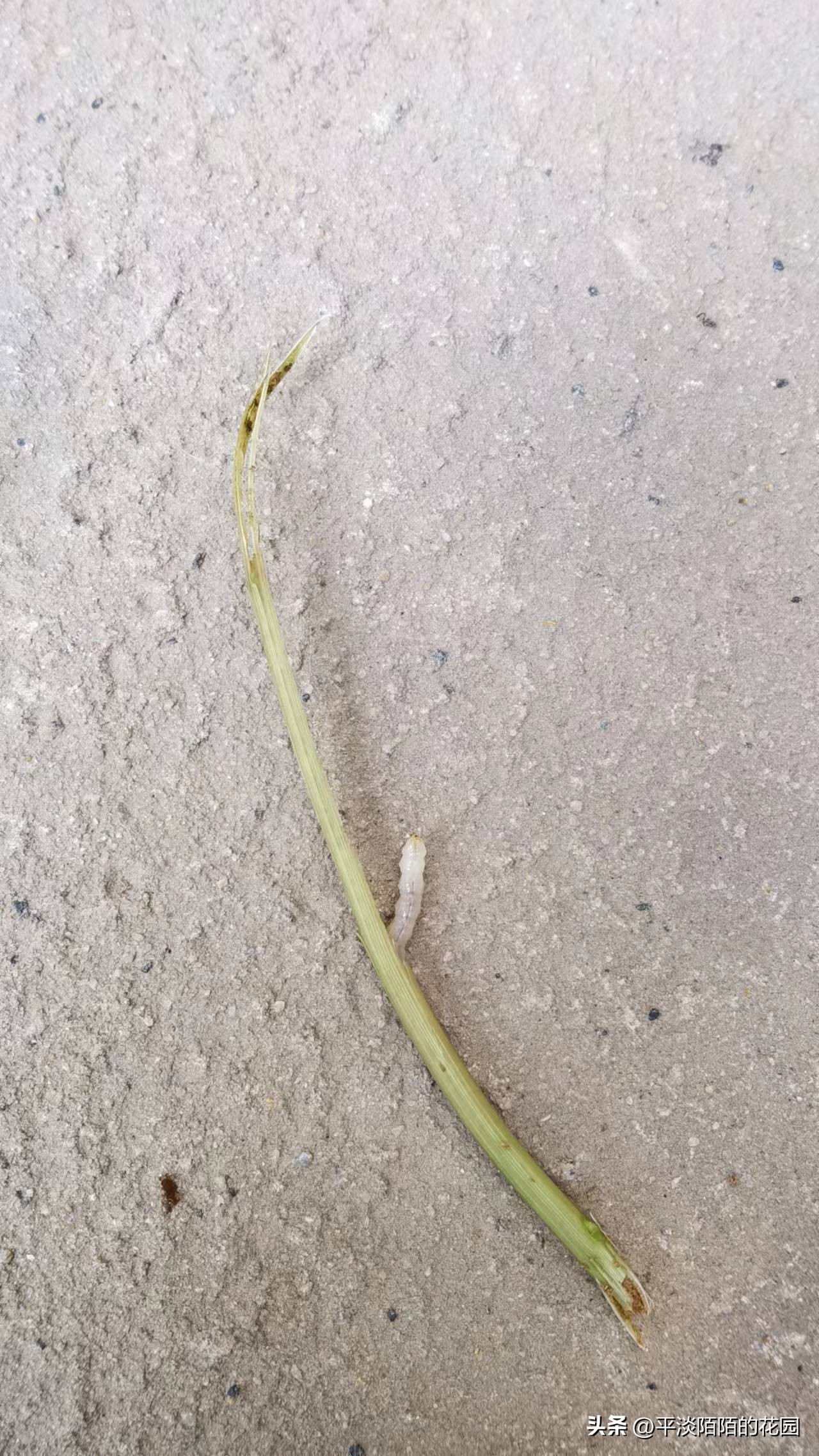 盆栽果树的病虫害治理,自家果园病虫害防治