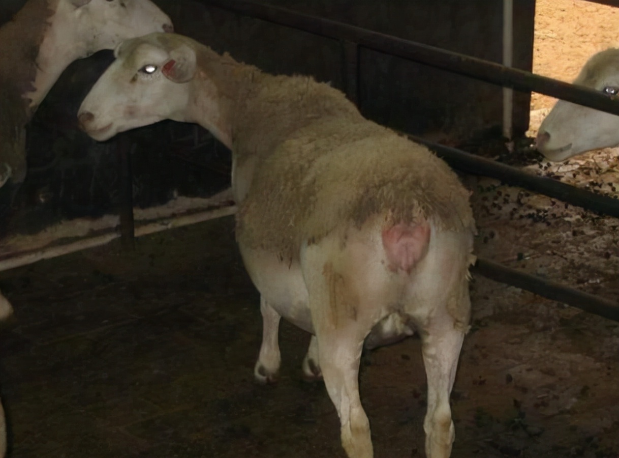 母羊乳房炎治疗方法,母羊乳房炎怎么治疗效果最好