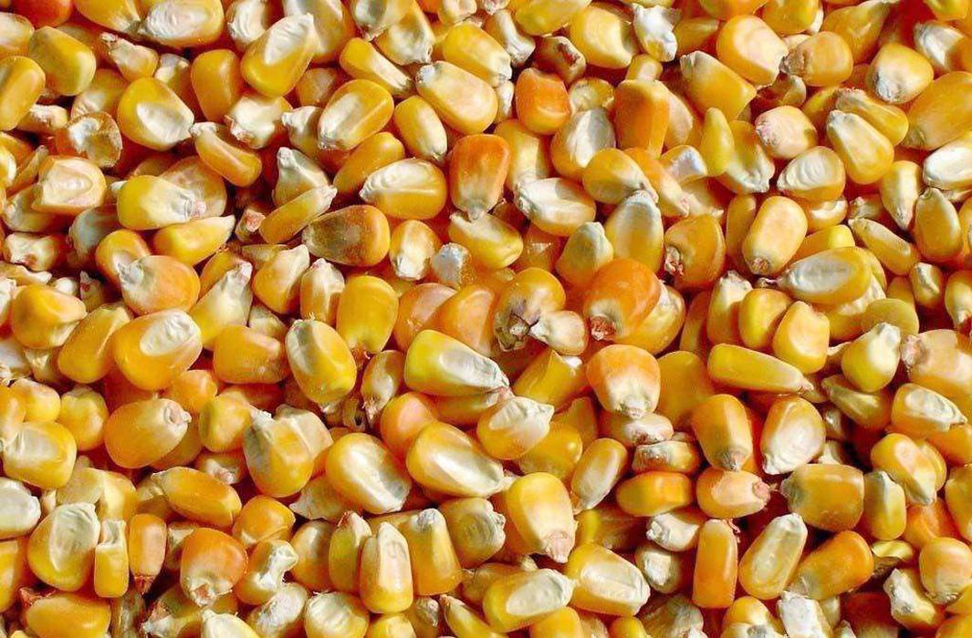 同一种玉米种大粒和小粒哪个好,玉米品种大粒好还是小粒好