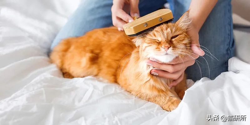 猫咪有皮屑是怎么回事,猫咪有轻微皮屑怎么回事