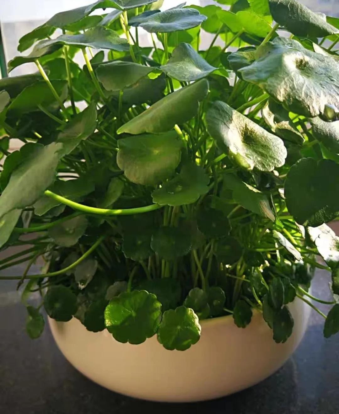 适合桌面养的小盆栽,好看的桌面花卉盆栽