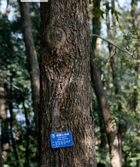 碧根果果实能结多少年,开心果碧根果是什么树的果实