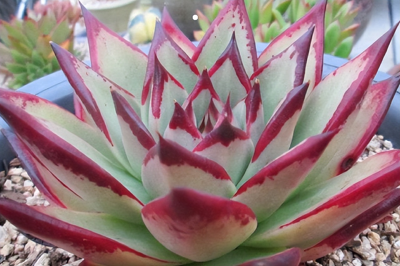 乌木怎么养的叶片肥厚,东云乌木多肉怎么养