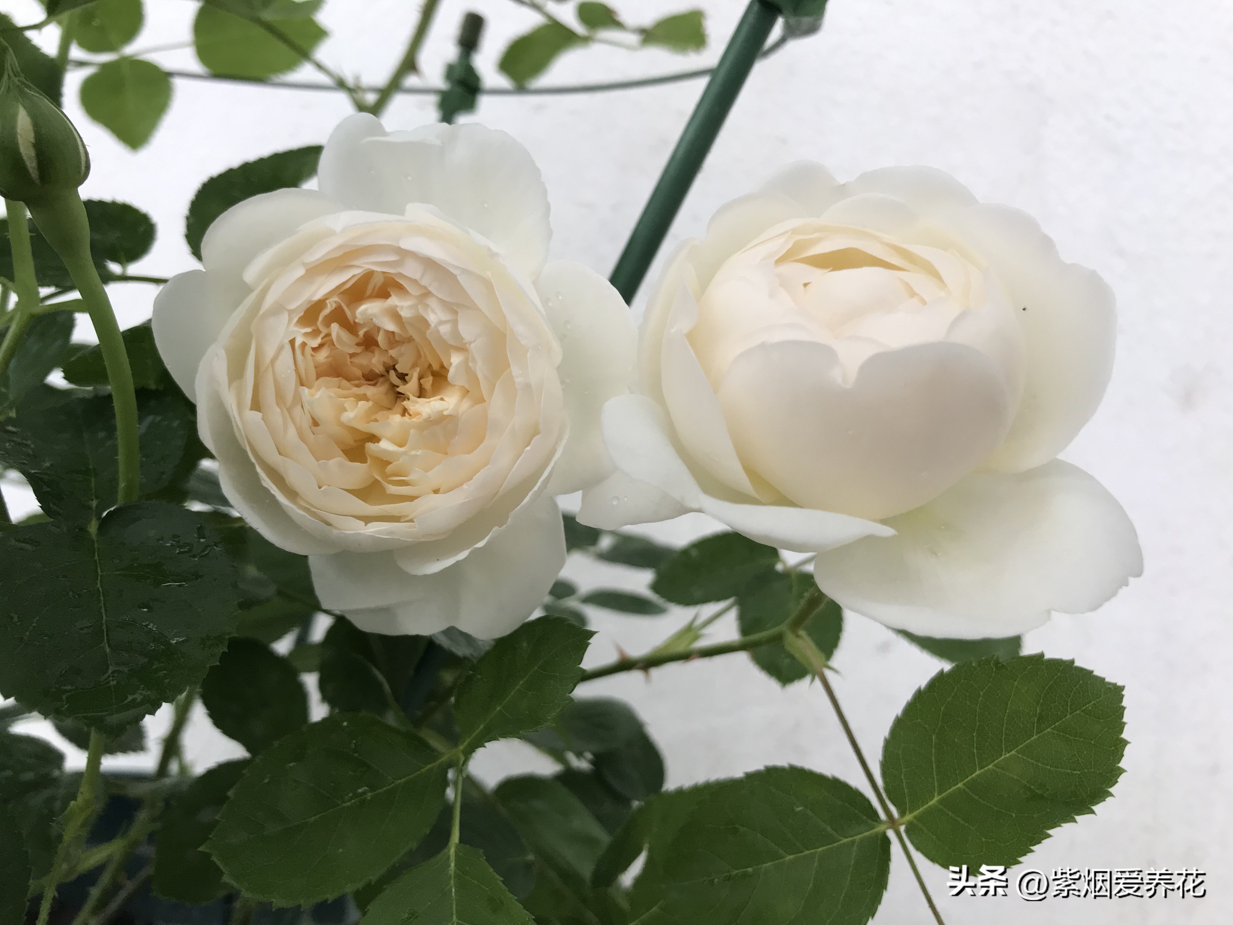 月季花哪个品种最漂亮,月季花怎样修剪更漂亮