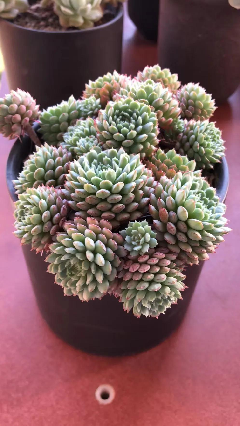 朋友家好多多肉怎么夸赞,朋友养的多肉太震撼