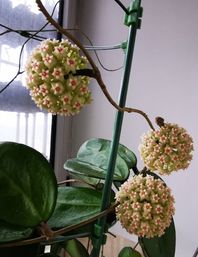 新手养球兰，就选“羊脂玉”，皮实好养，又美又香，而且开花勤奋