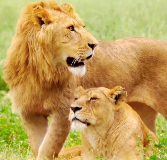 人类的生殖骨为什么退化了,人类没有尾椎骨会怎样