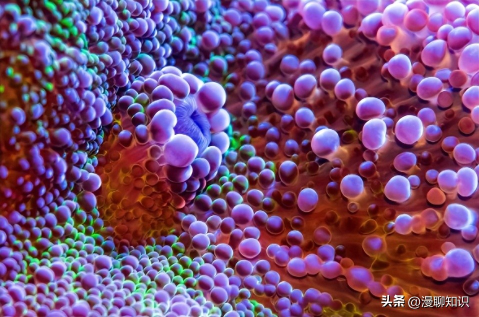 马传染病的传播,马传染性子宫炎