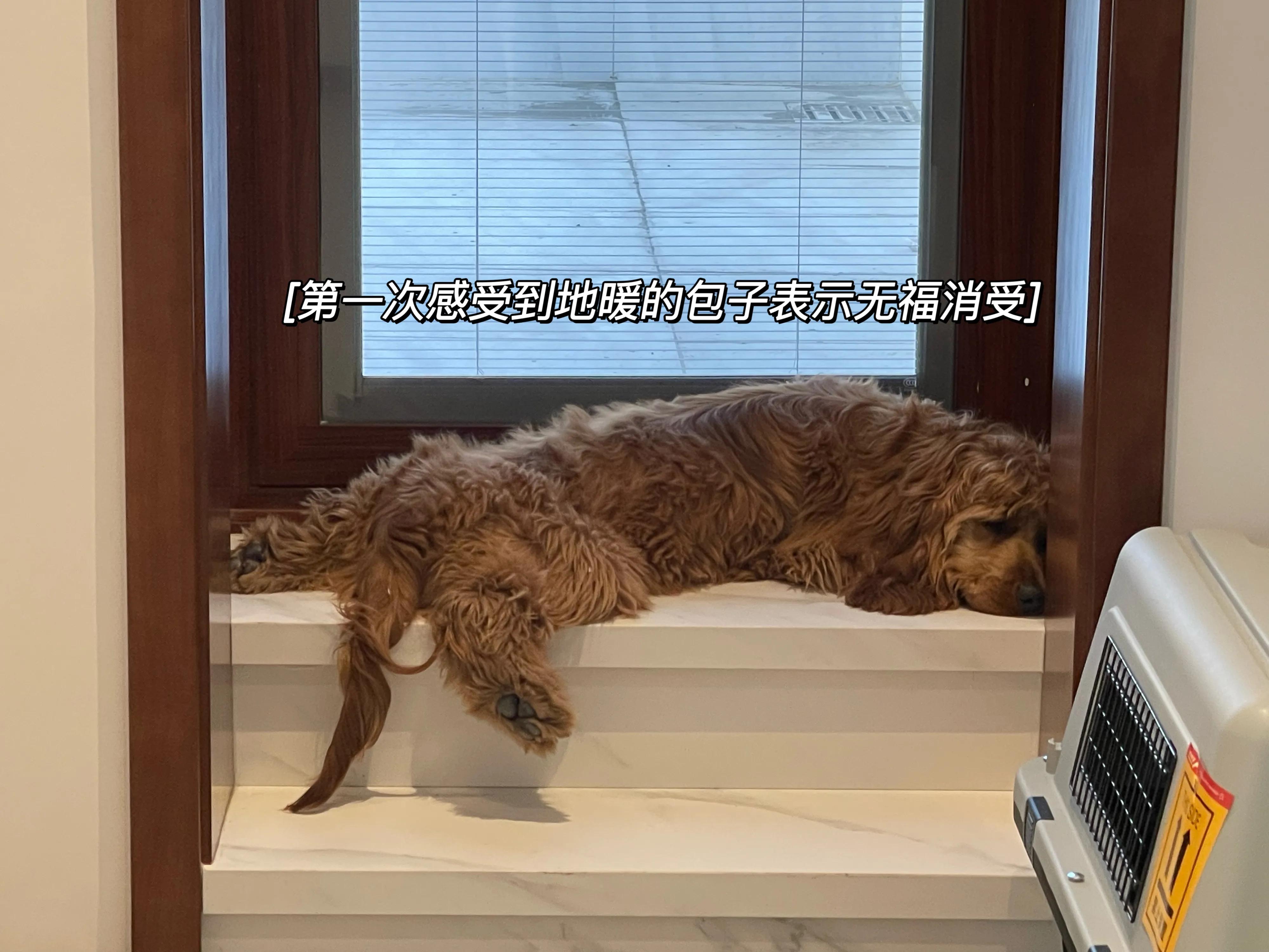 我不是金毛，是英国可卡犬—水煎包的自我介绍,包子麻麻的讲述