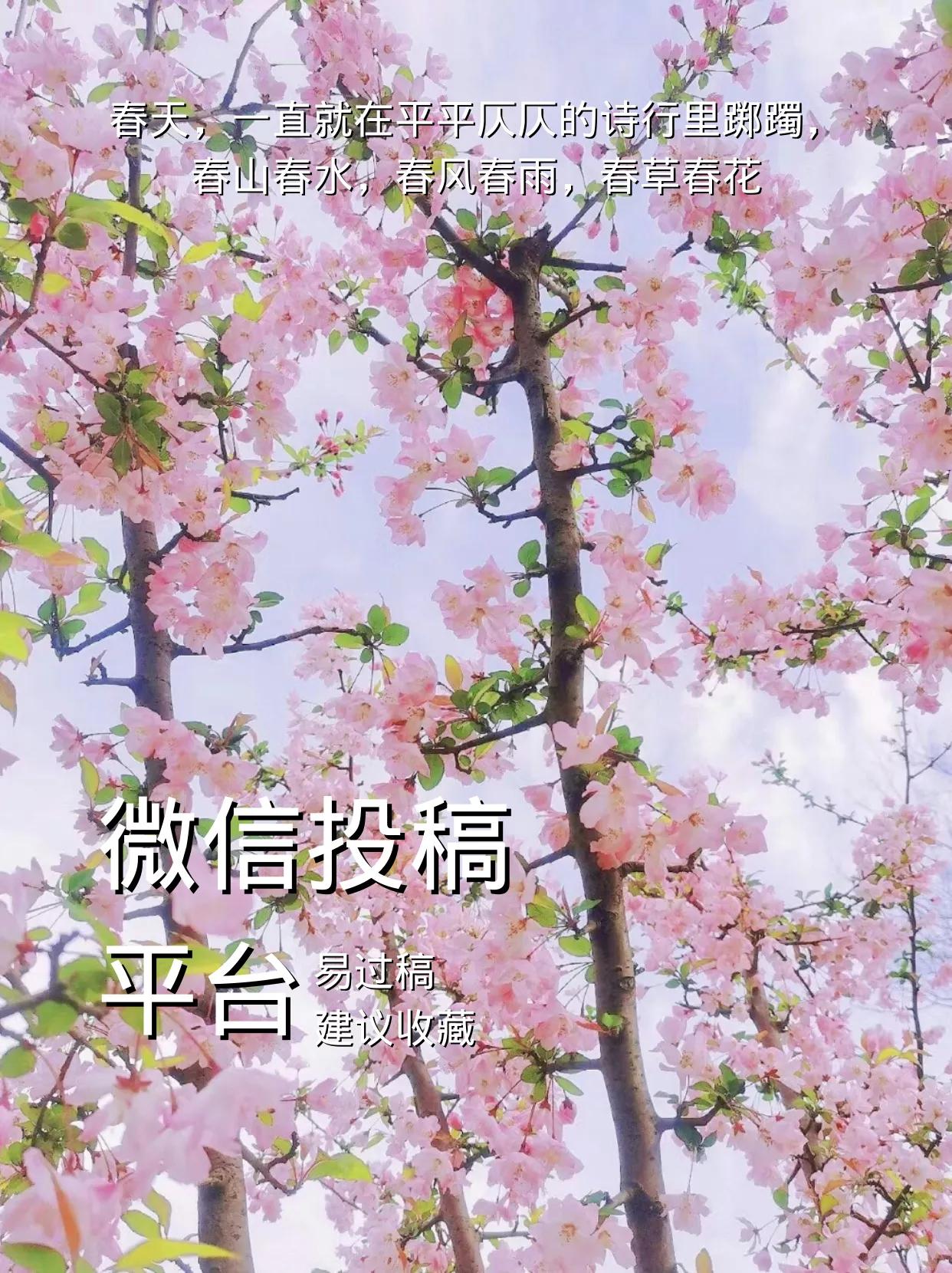 现在有哪些写作平台投稿,初中生投稿写作平台