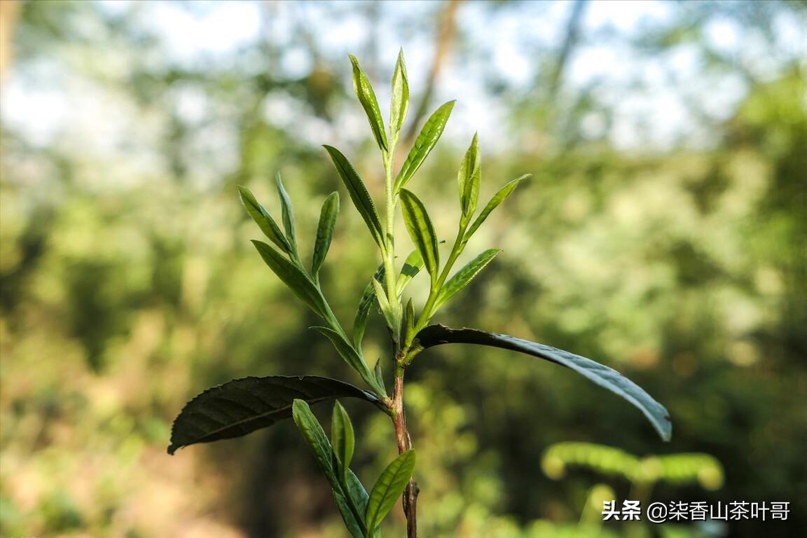 野生茶适合做什么茶,野生茶叶好喝吗