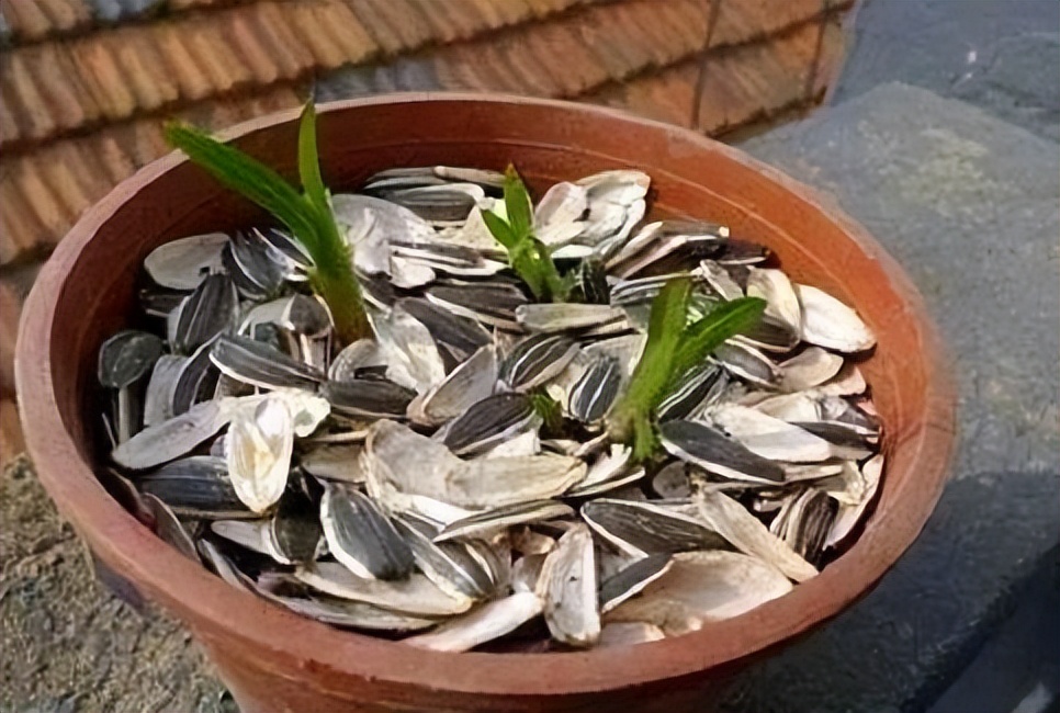 植物开花少缺什么元素,植物缺少磷元素会怎么样