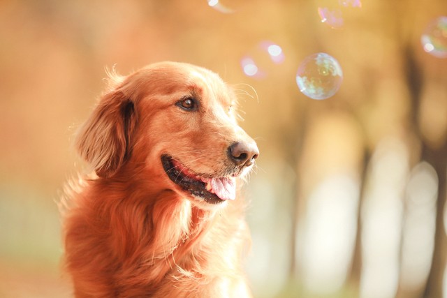 金毛对人好对狗凶,金毛为什么攻击其他狗