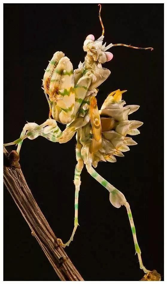 罕见绝美的小动物图片,罕见的动物有趣照片难得一见