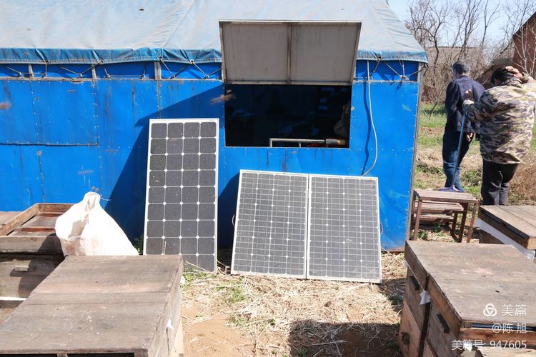 渑池孟村：油菜花儿香，蜜蜂采蜜忙