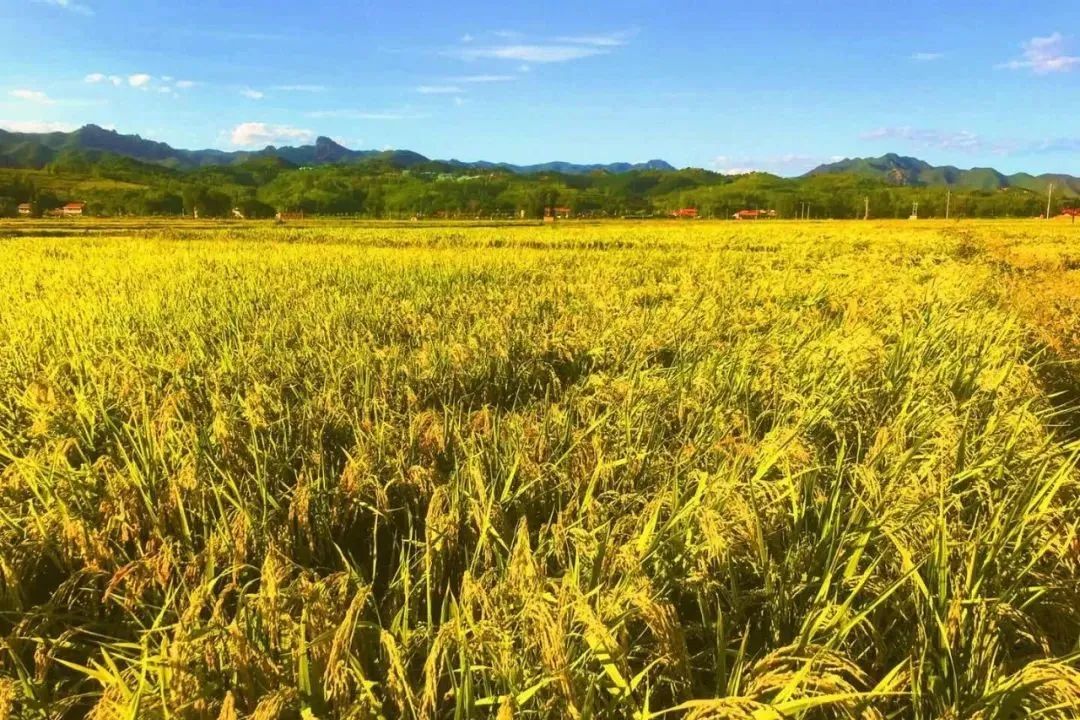 乡村振兴100讲全集,100个经典乡村振兴案例