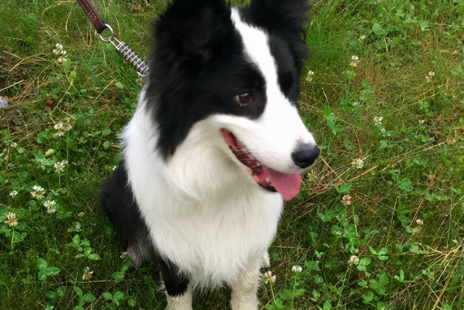 边牧产后拉肚子怎么办,边牧产后用什么药消炎