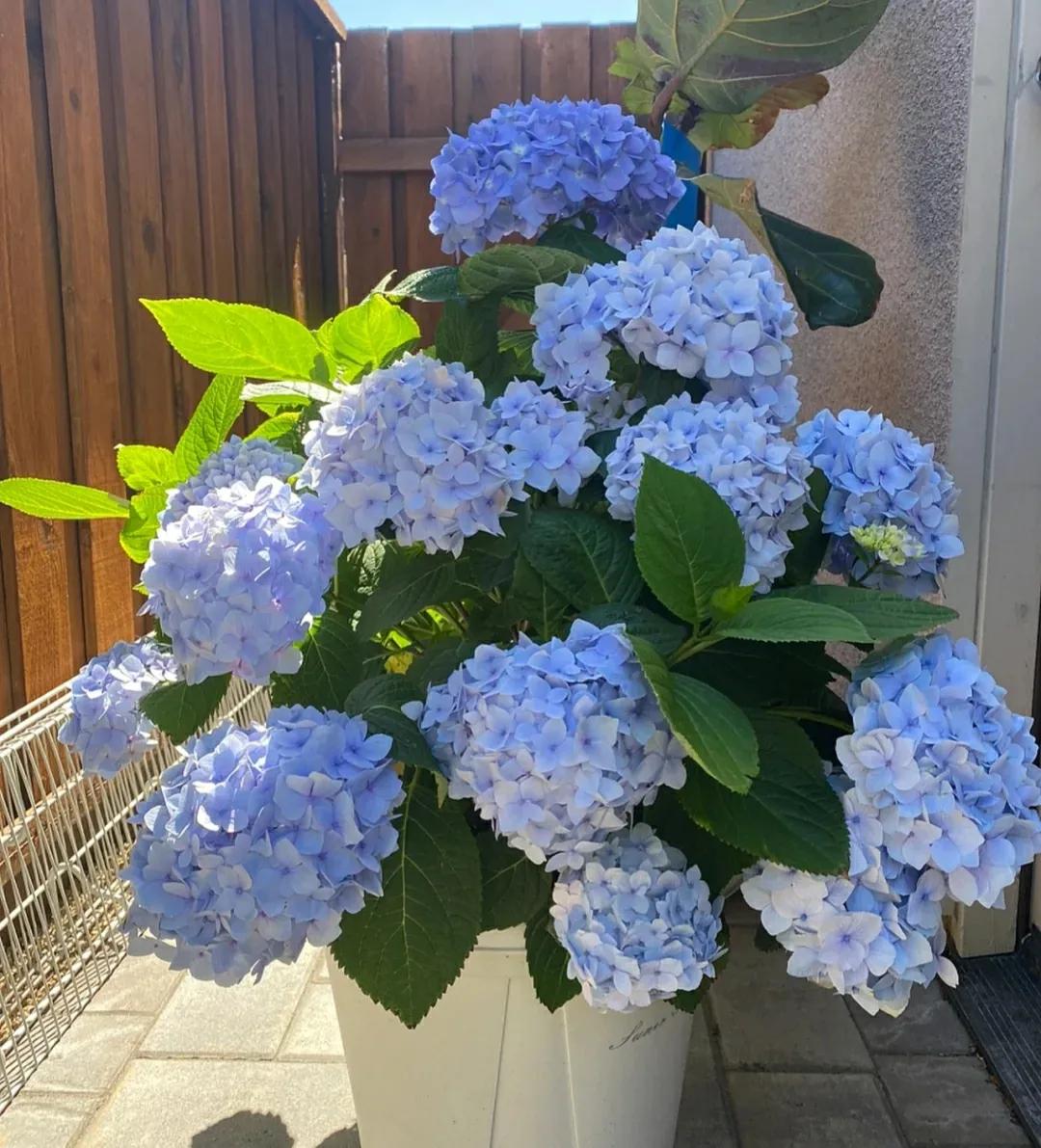 绣球花夏季如何避免打蔫垂头,绣球最怕的复合肥