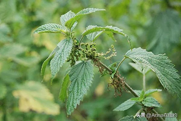 四种最毒的毒草,最毒的六种毒草