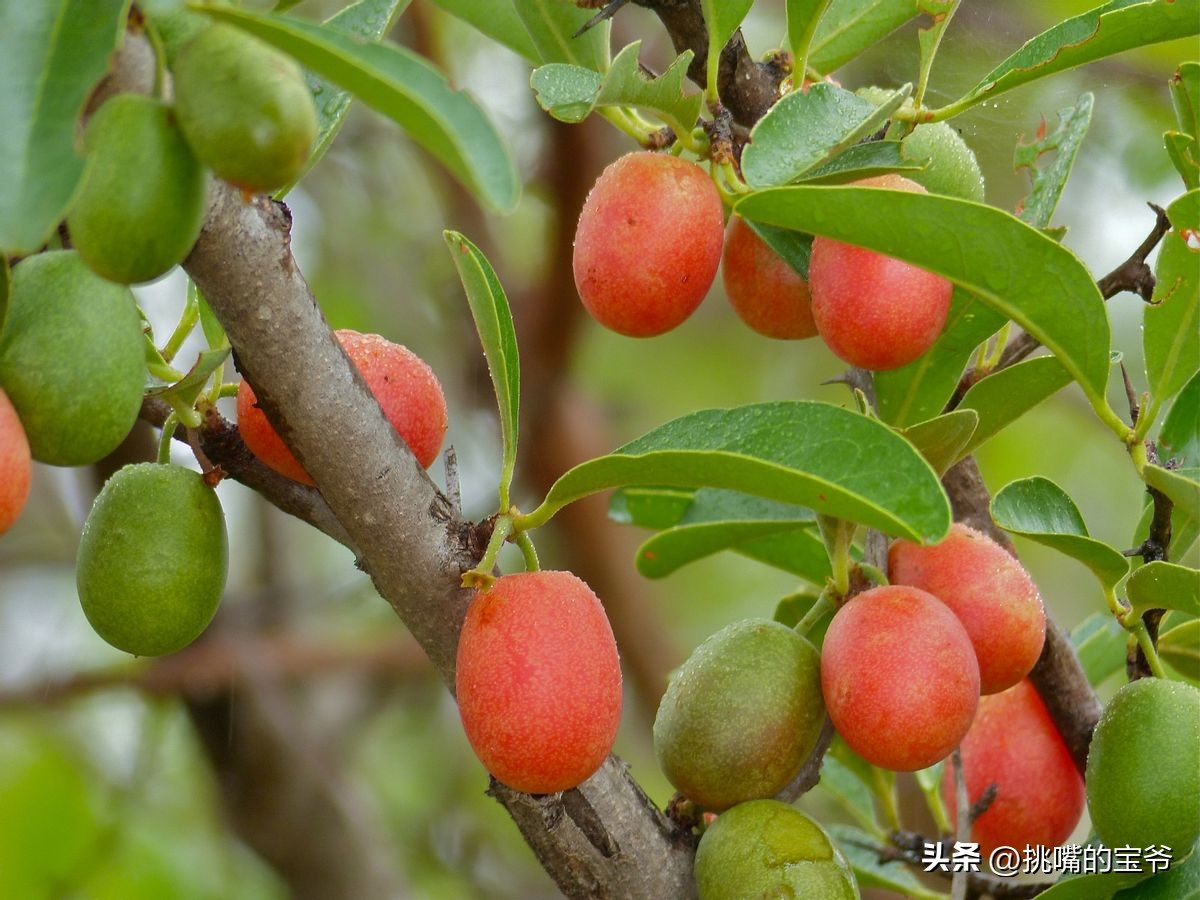 同在非洲大陆，同胞国家忍饥挨饿，它还出口牛油果、芝麻到中国