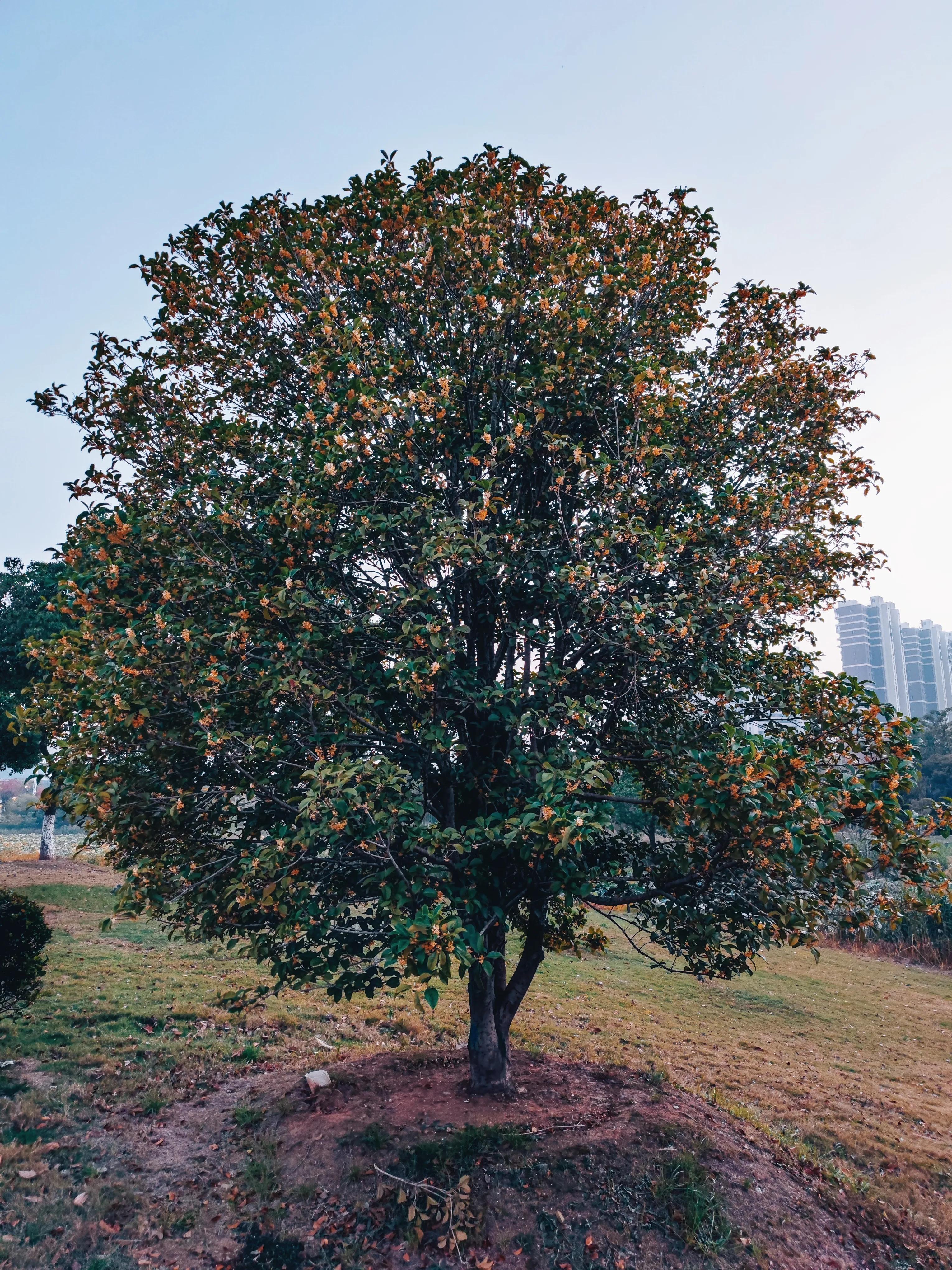 晚游扬州,夜游仙林湖