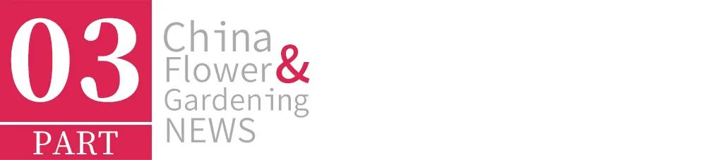 切花芍药每亩种植多少株,种植切花芍药每亩能挣多少钱