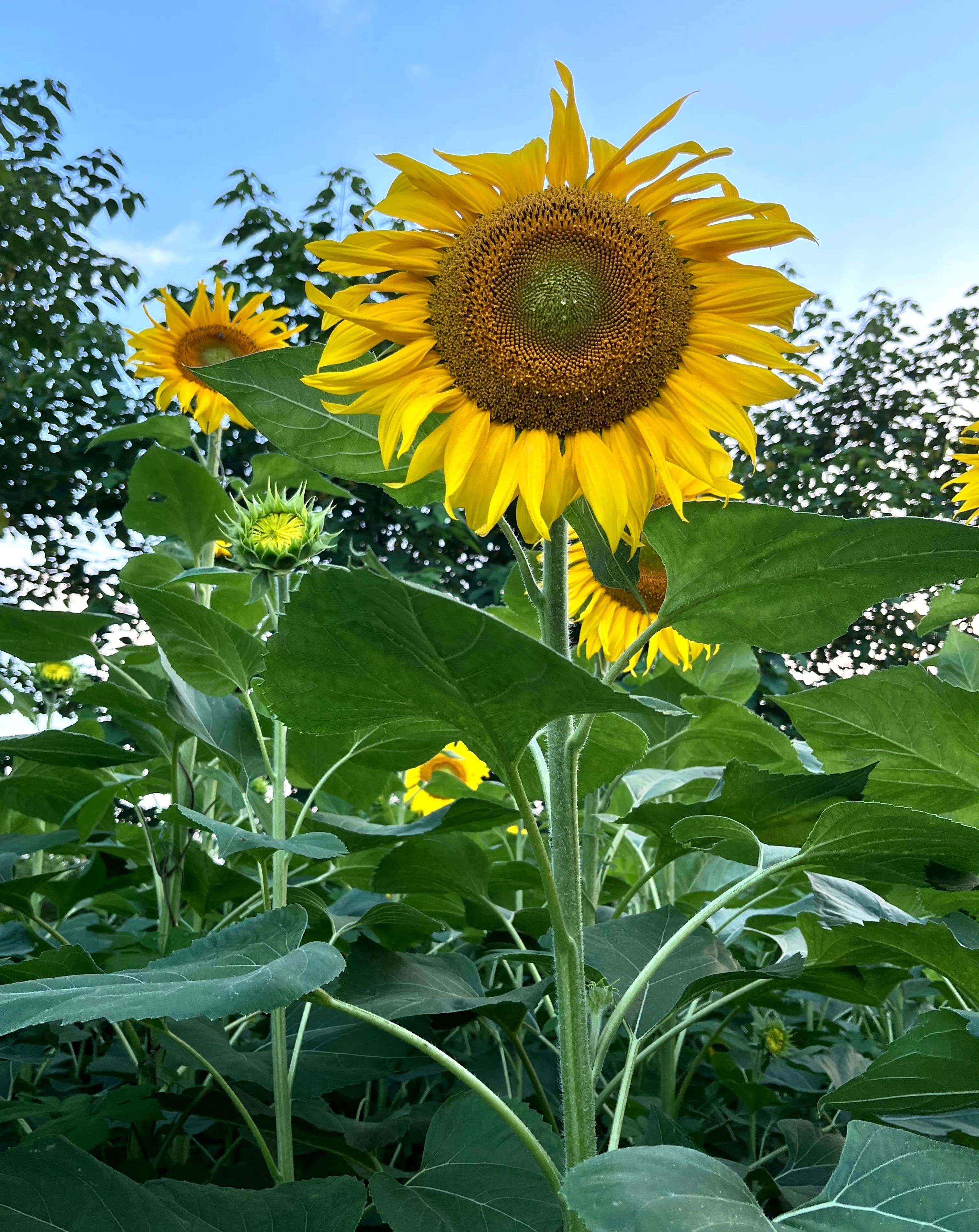 向日葵向阳而生阳光明媚,生如夏花向日葵