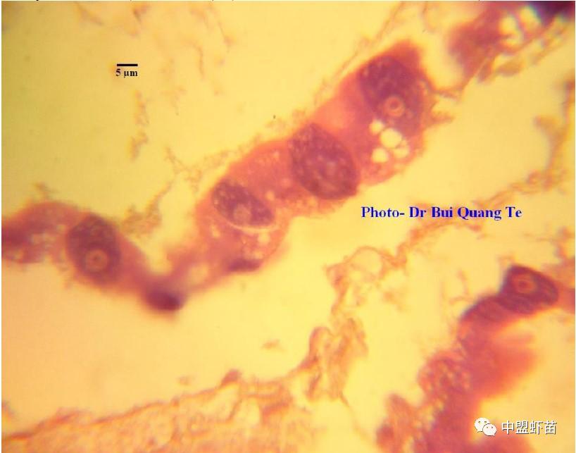 微孢子虫亚门,水产养殖微孢子虫