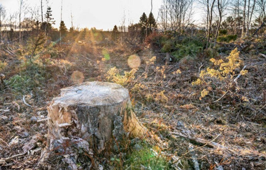木材交易,为何能成为中世纪英国与波罗的海之间的枢纽?