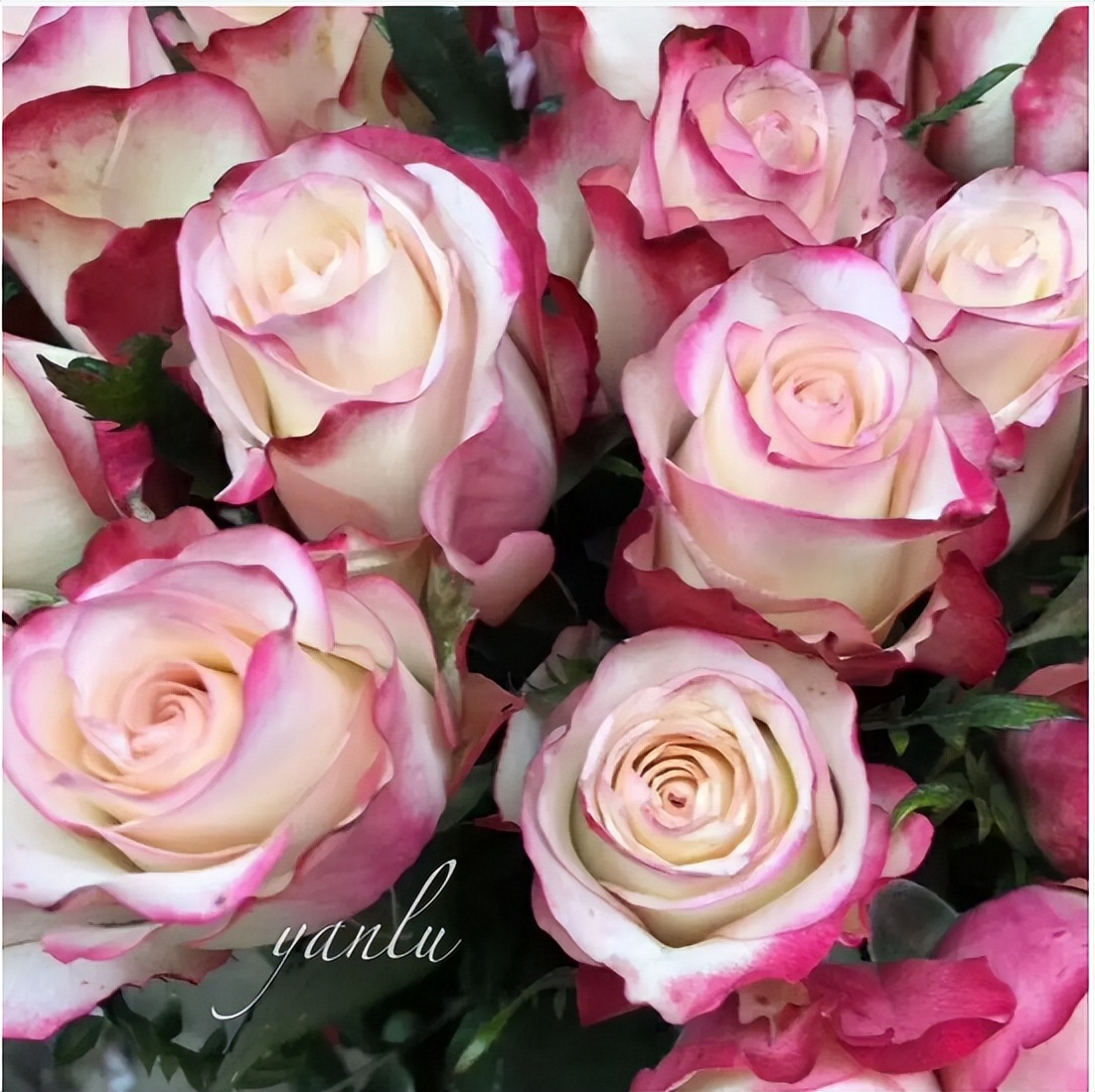 脱单寓意的花语,给脱单闺蜜送什么花语好