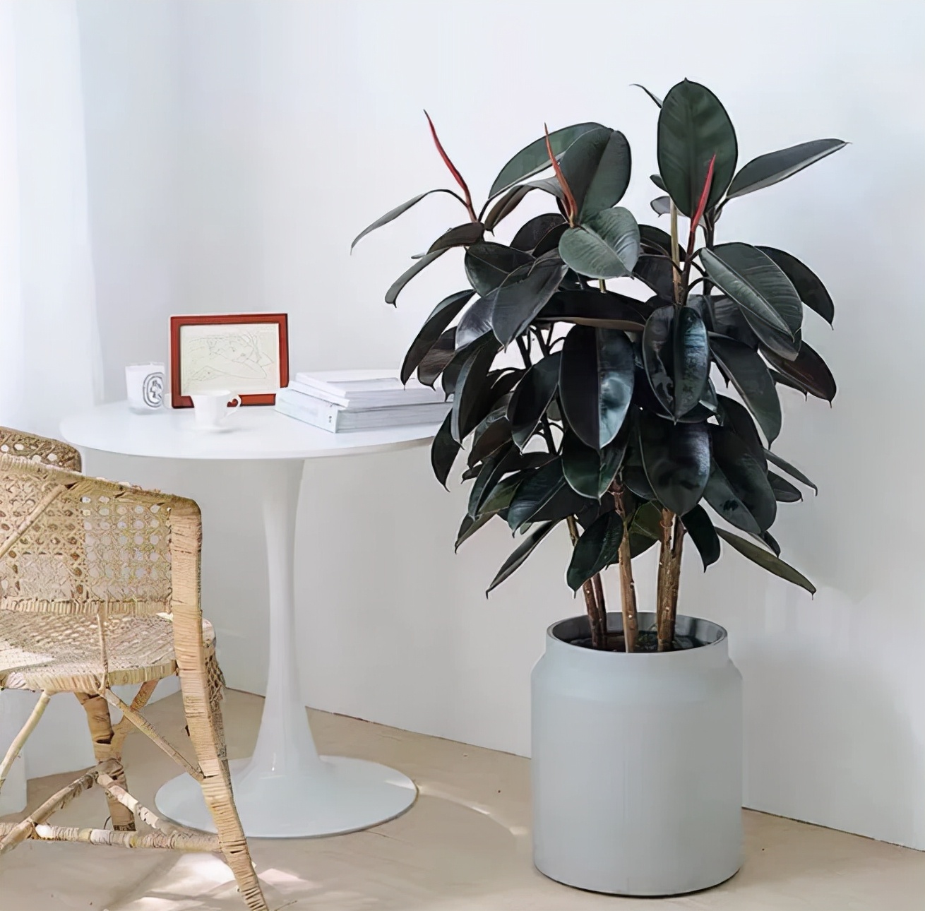 十种净化空气的绿化树,四季好养的吉祥树